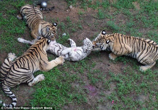 Why tigers eat their cubs? | nepalken
